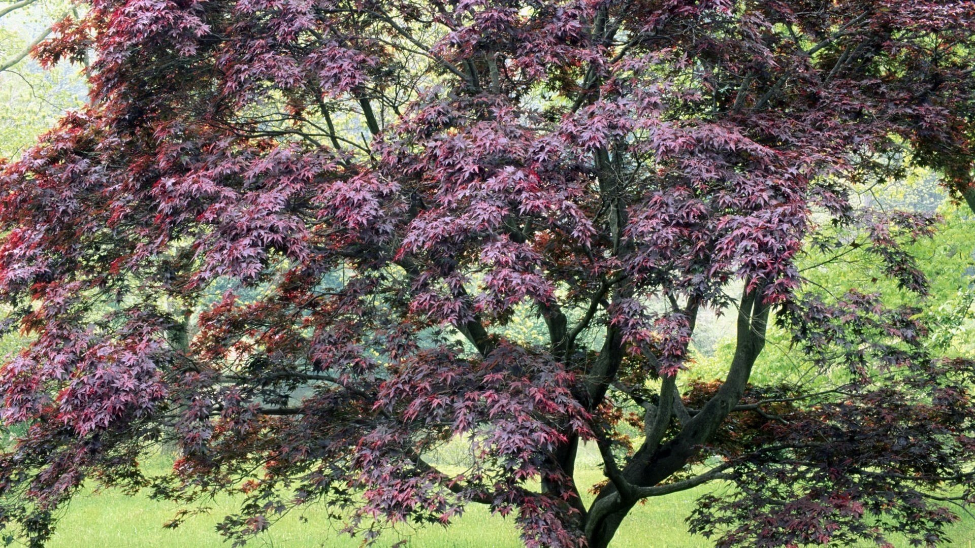 foglie di colore interessante freschezza primaverile foresta alberi