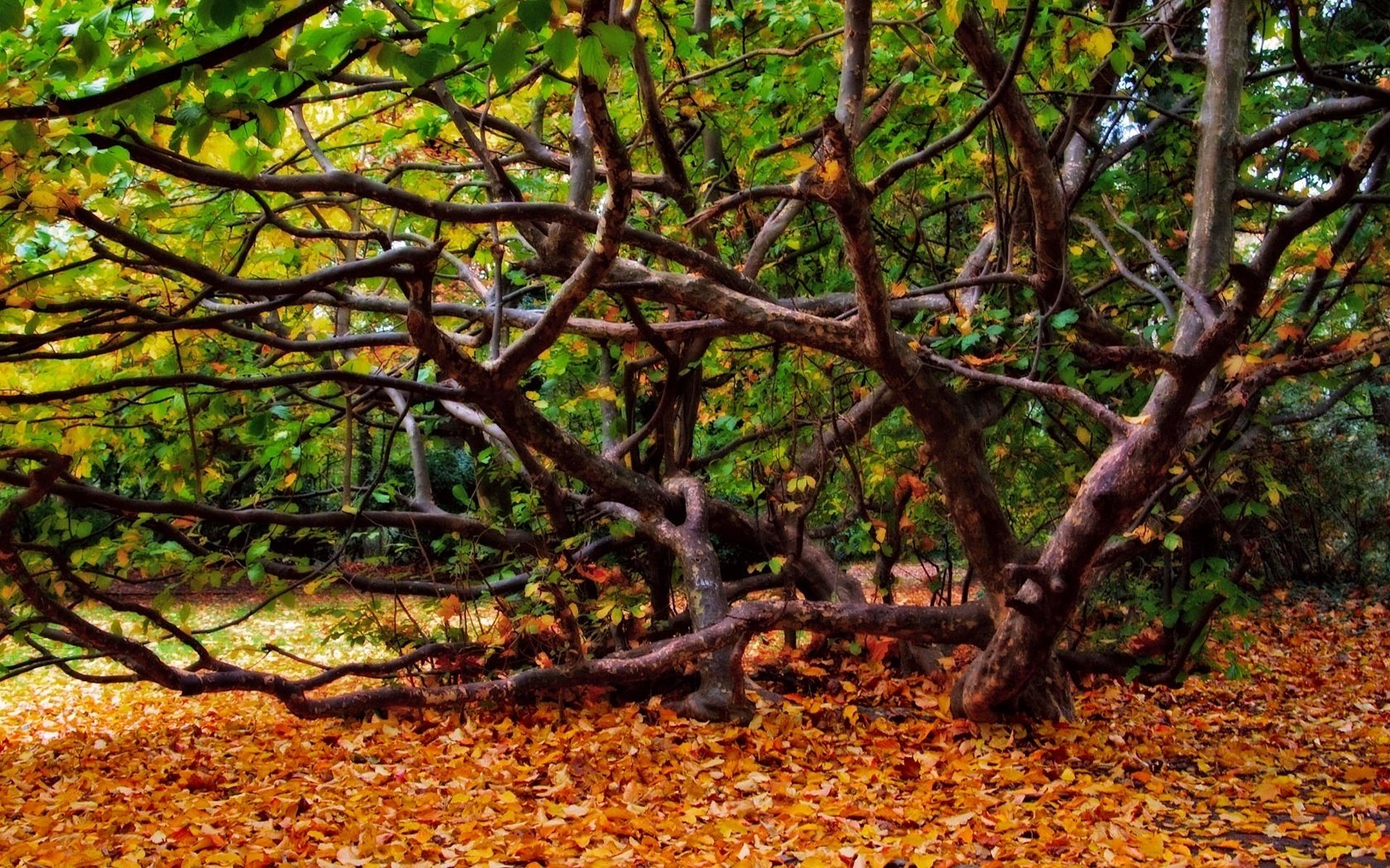 arbre bouclé forêt en automne feuillage tombé forêt chute des feuilles âge d or été indien feuilles jaunes couleurs d automne