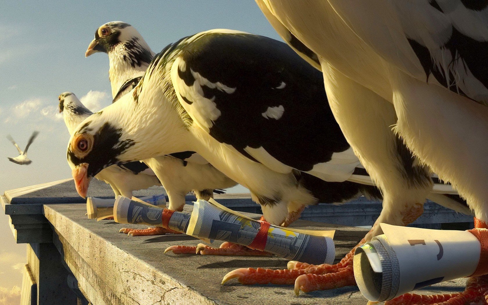 brieftauben hausdach vögel fliegen augen gefiedert