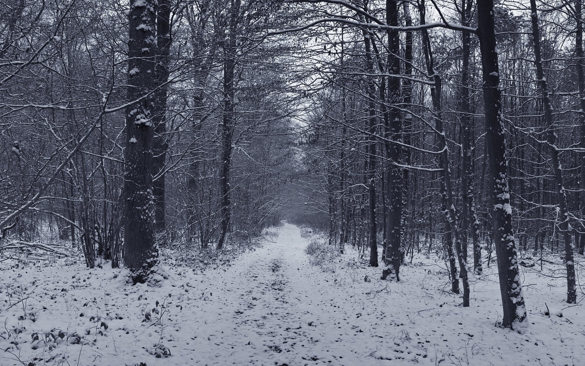 forest road winter trees forest snow winter