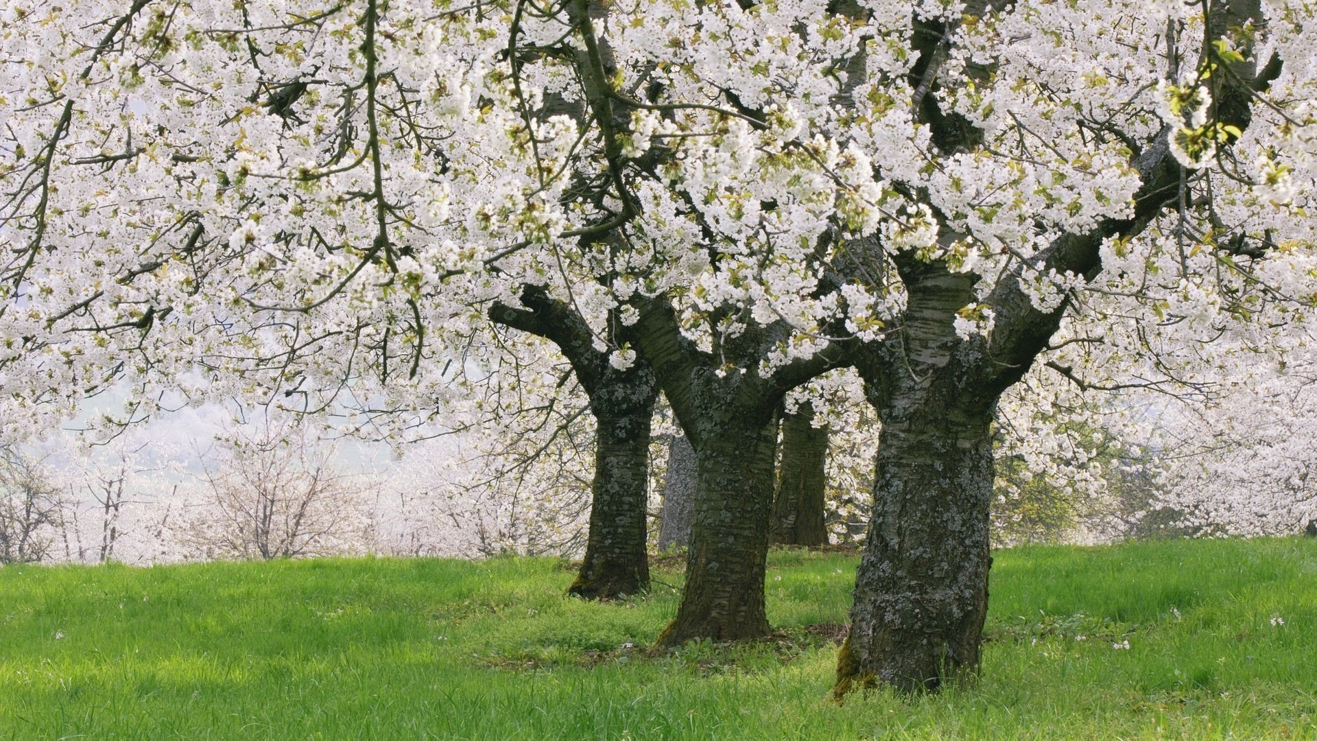 garden in bloom young green grass lawn flowers awakening trees nature flowering morning lawn grass flowers trunk