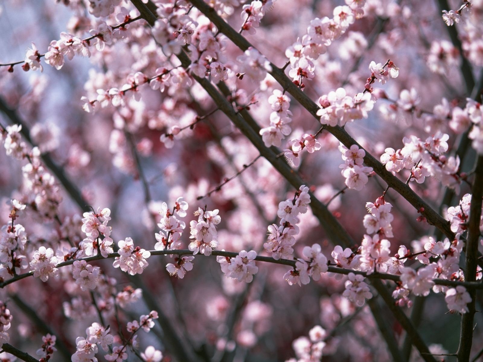 blumen blüten blühender baum frühling zweige rosa farbe makro