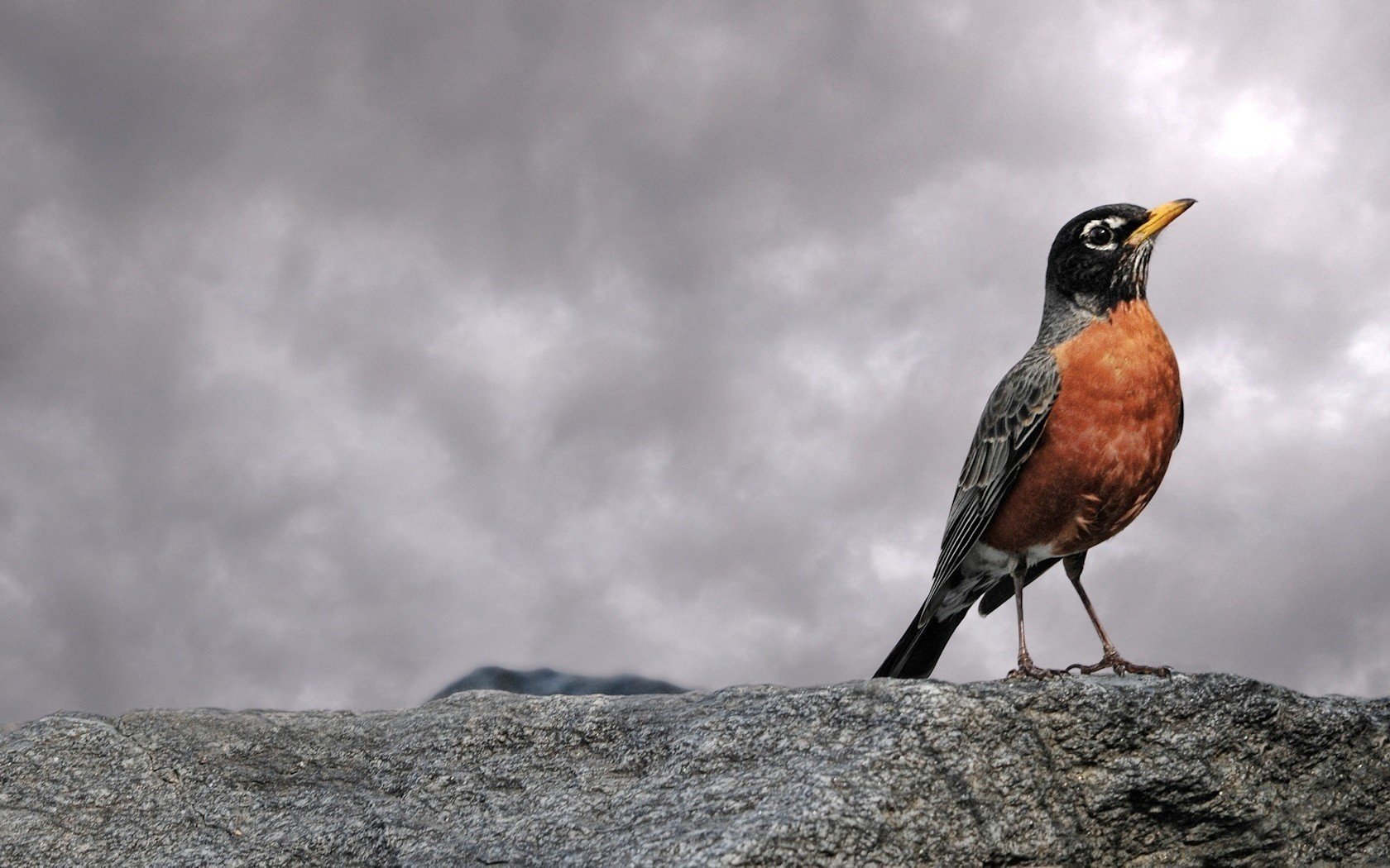 finke rote brust auf steinen wichtig vogel wolken gefiedert stein himmel gewitter schatten