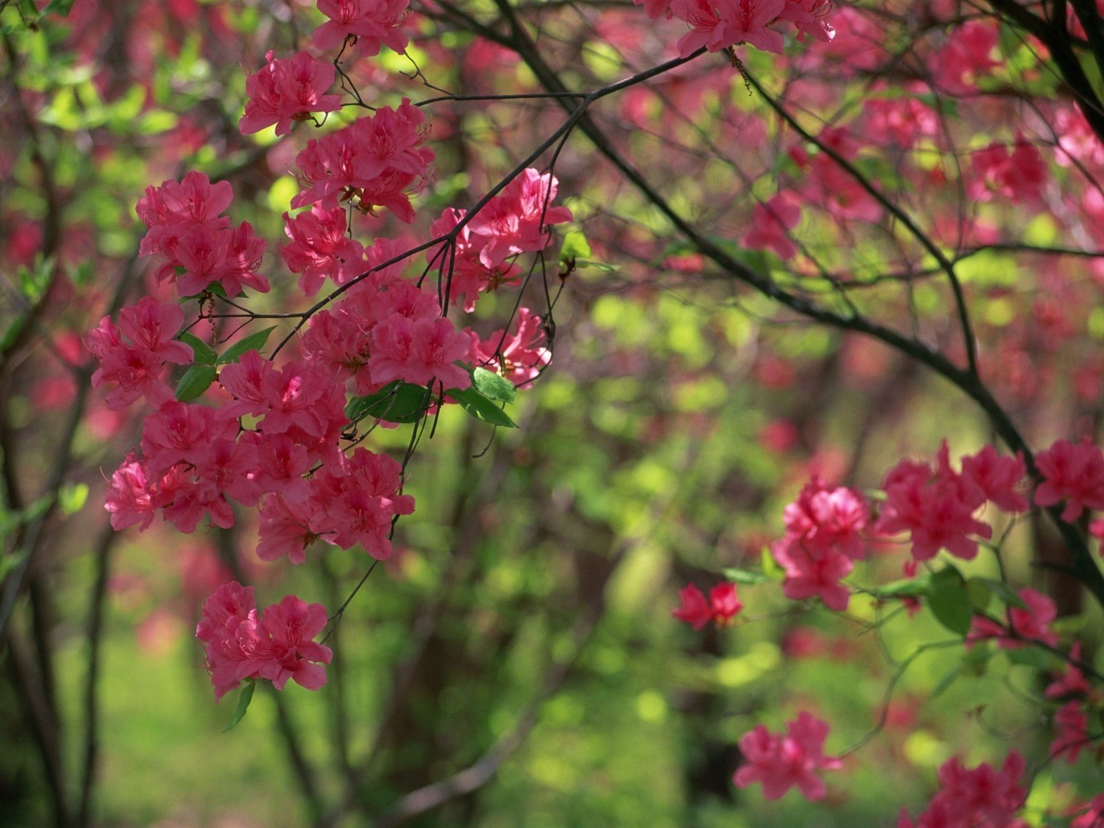 floraison printanière grandes fleurs rouges fleurs buisson forêt feuilles