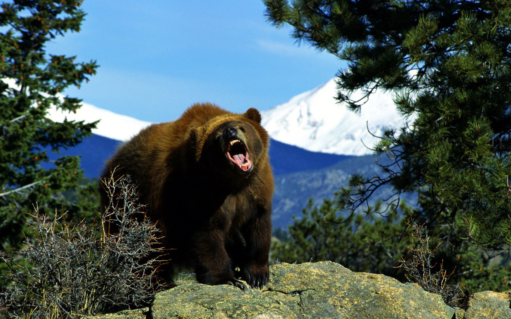 defensa del territorio animales oso pardo grizzly rugido naturaleza depredadores osos pie zambo