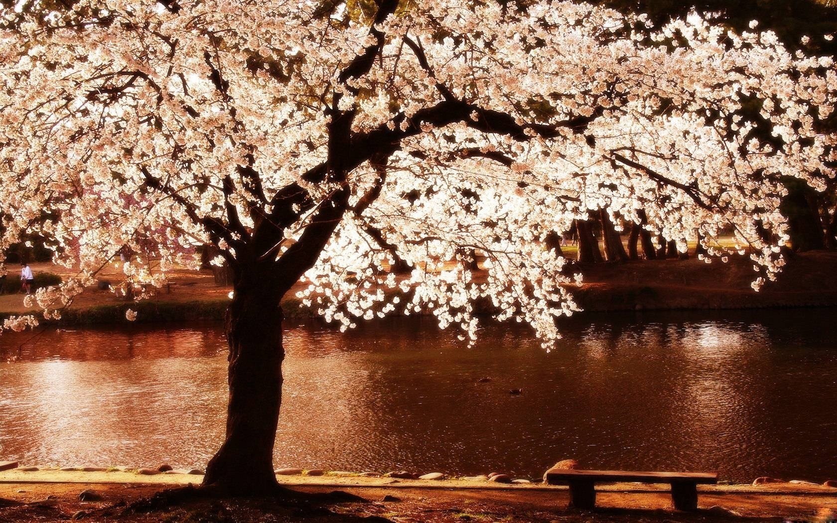 sera di primavera voglio lì fiori vicino al fiume albero in fiore panchina riva romanticismo lungomare luce notte acqua albero panchina