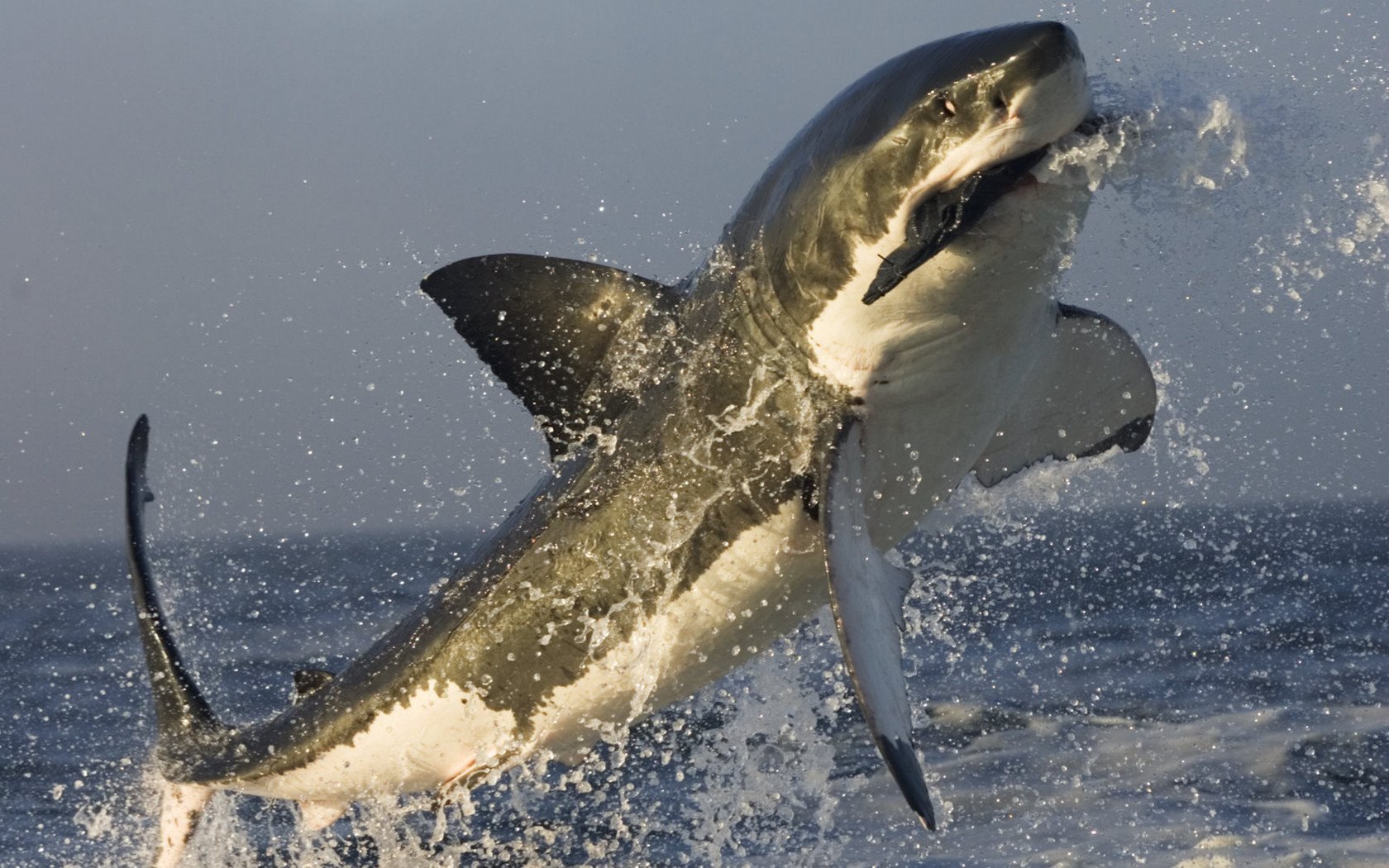 гигантские размеры shark белая акула океан в прыжке жертва охота хищники водоплавающие подводный мир