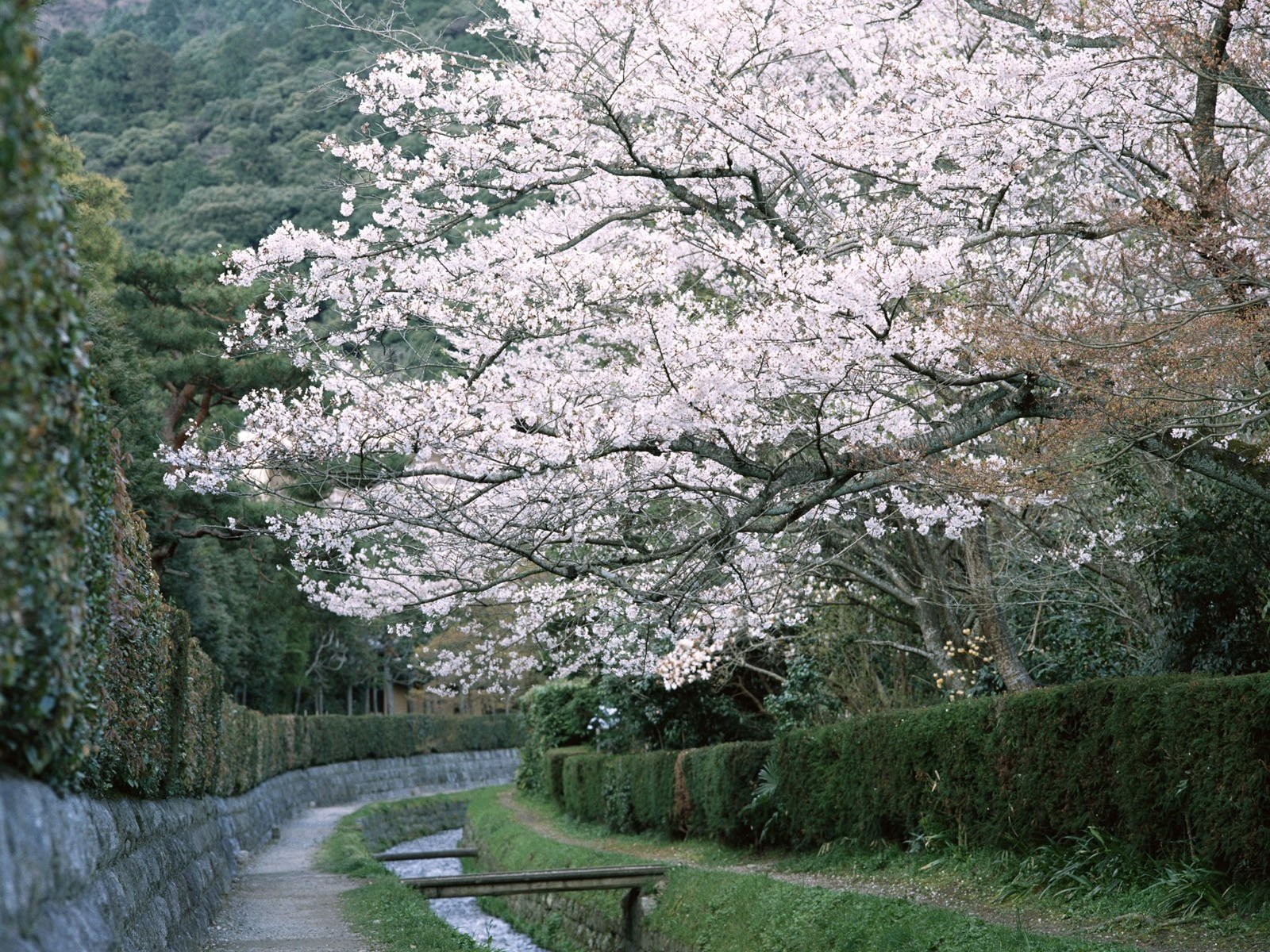 along the creek flowers bridges flowering tree road forest