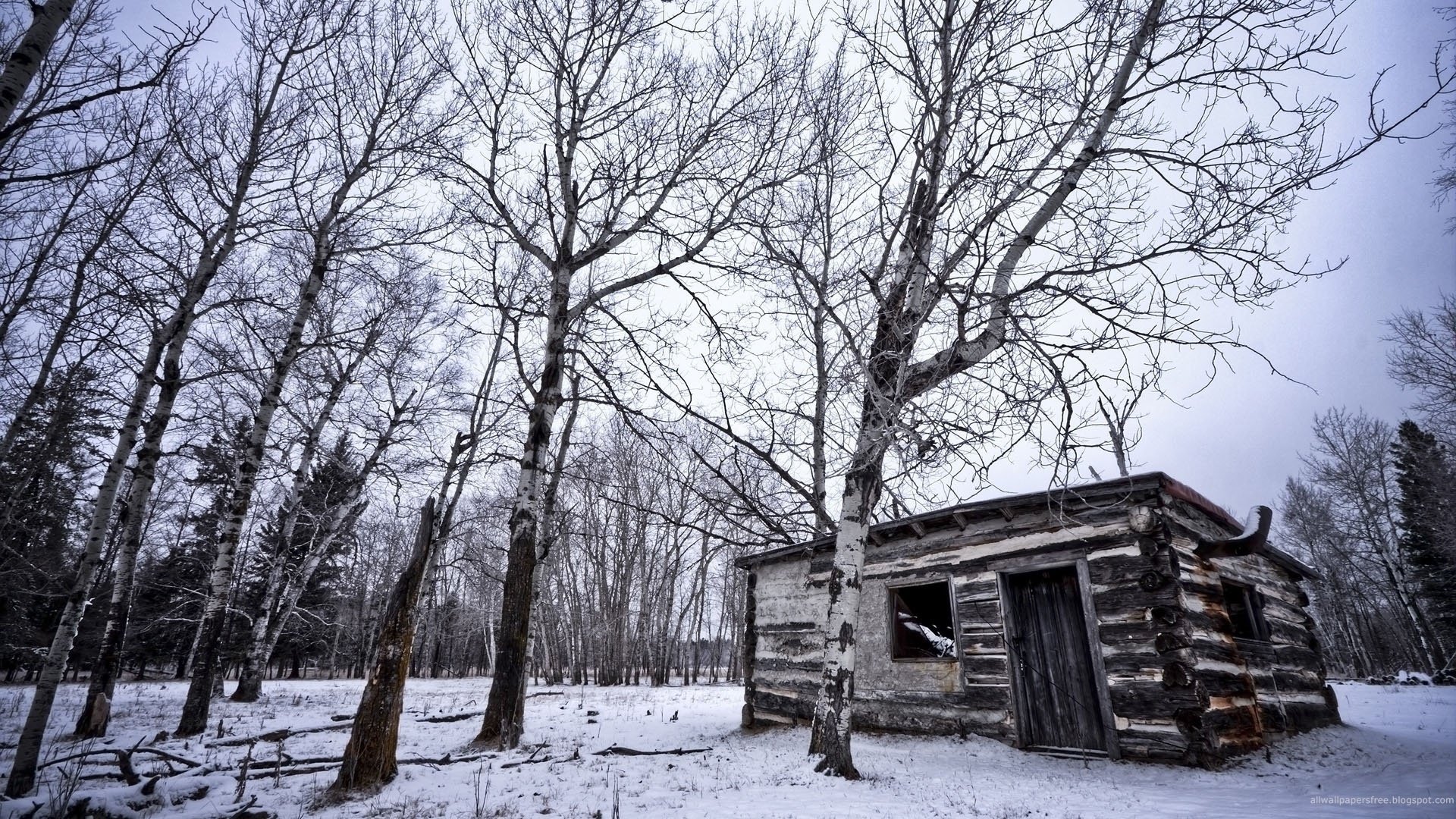 borghese inverno natura casa betulle foresta neve alberi deserto freddo casa