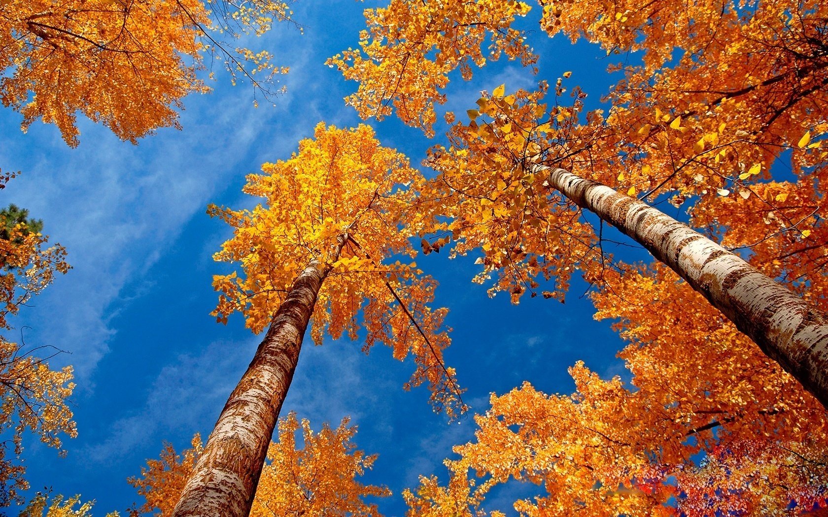 the tops of the trees golden birch birch forest the sky forest falling leaves golden time indian summer yellow leaves the colors of autumn clear skie