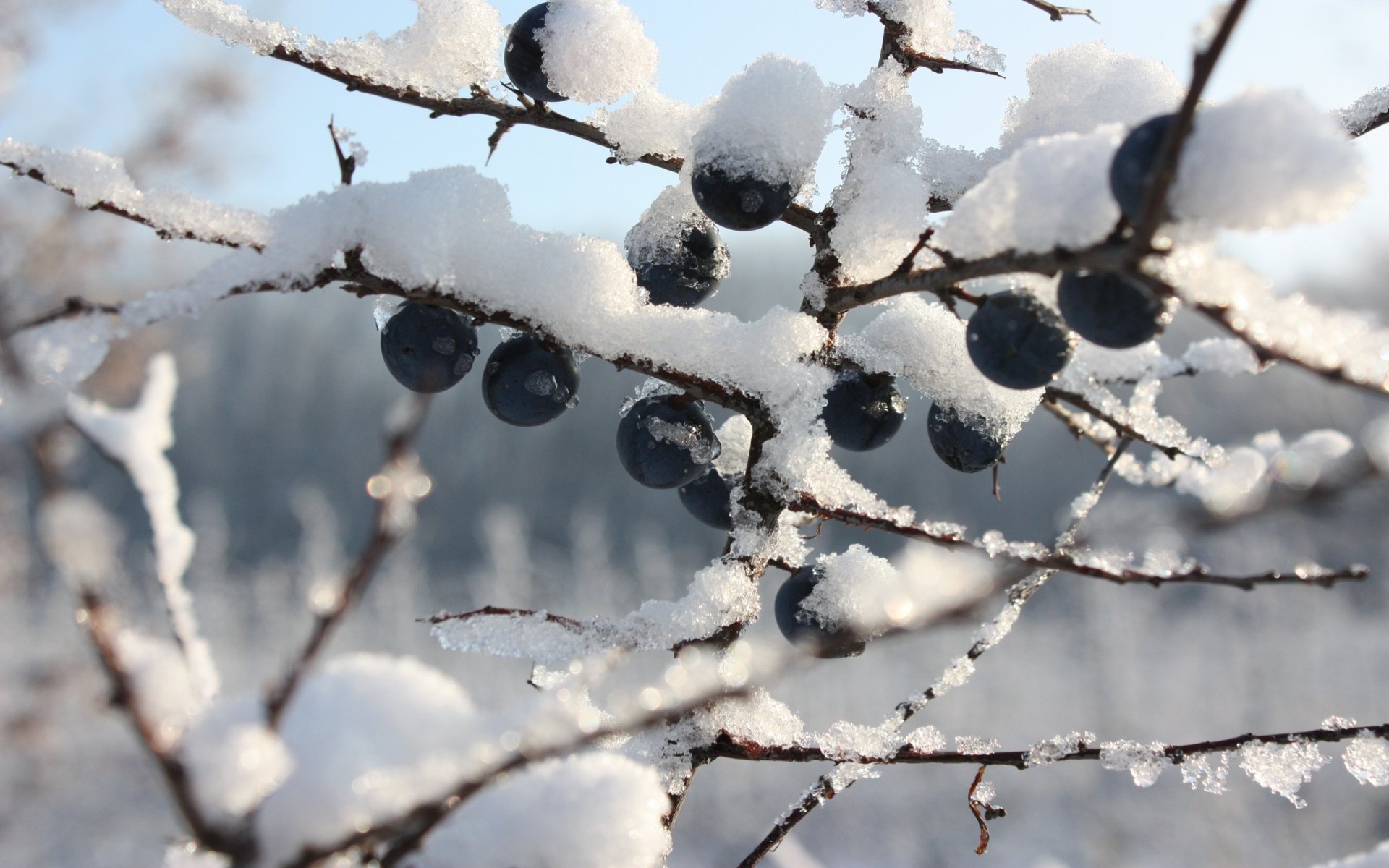 arándanos bayas invierno escarcha ramas nieve bayas