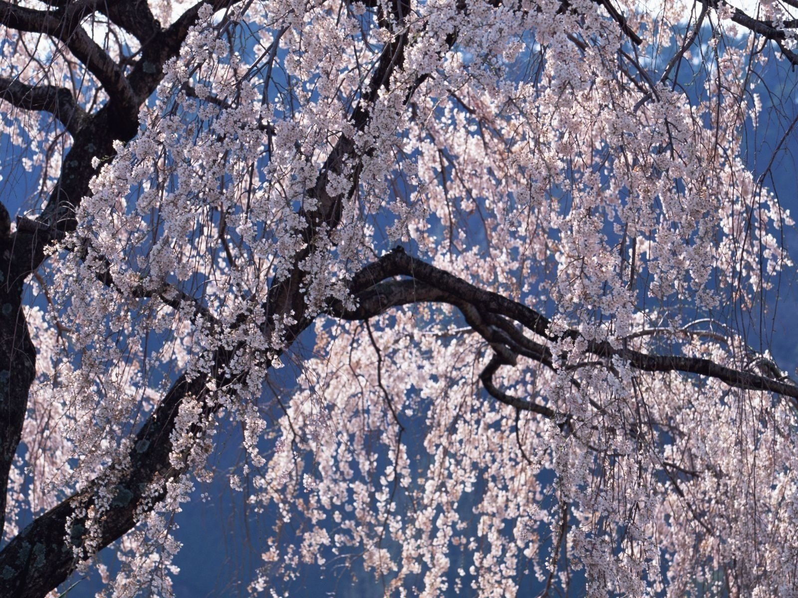 seulement couleur arbre sans feuilles fleurs printemps