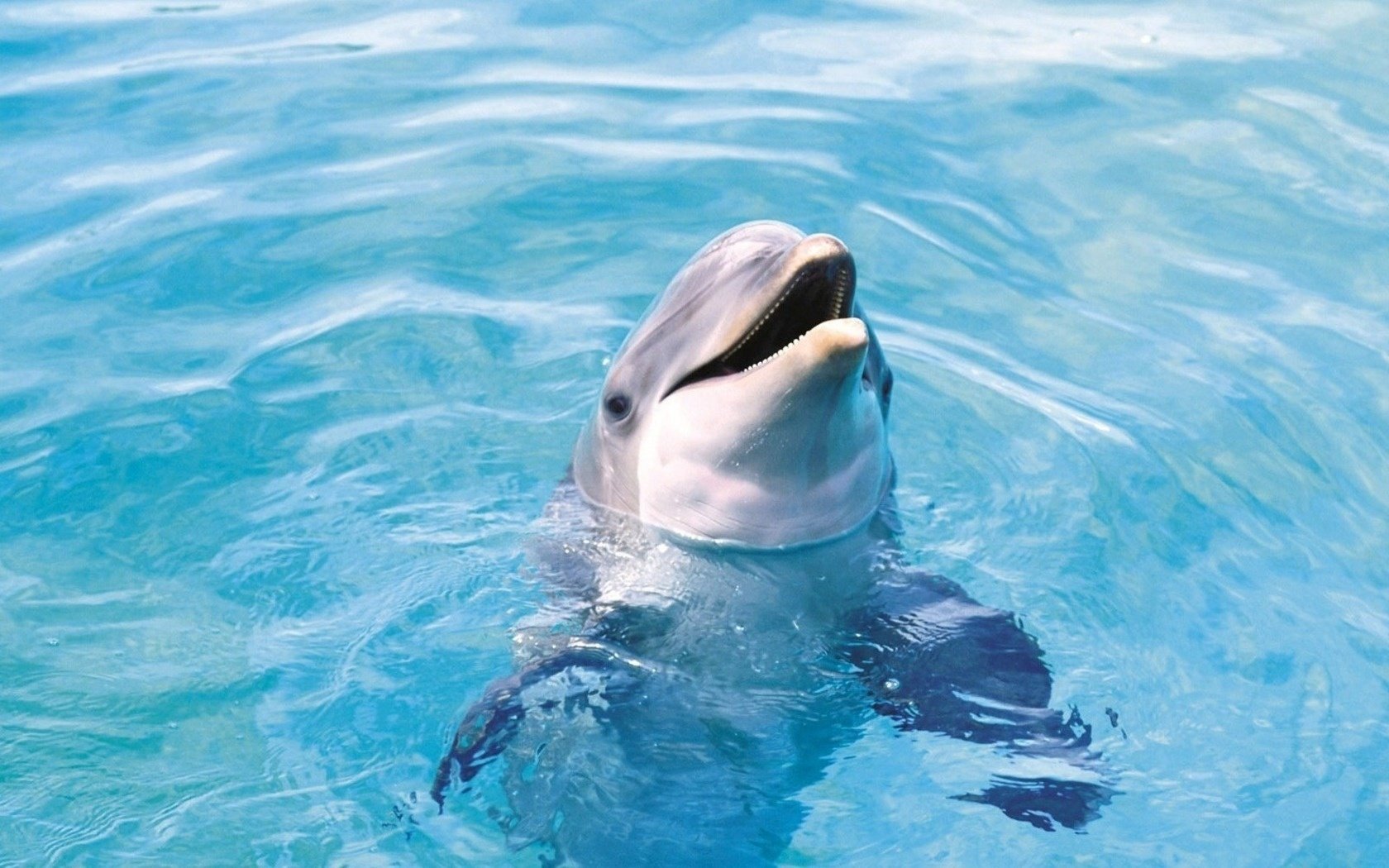 curiosità delfino gioia prontezza piscina acqua uccelli acquatici mondo sottomarino