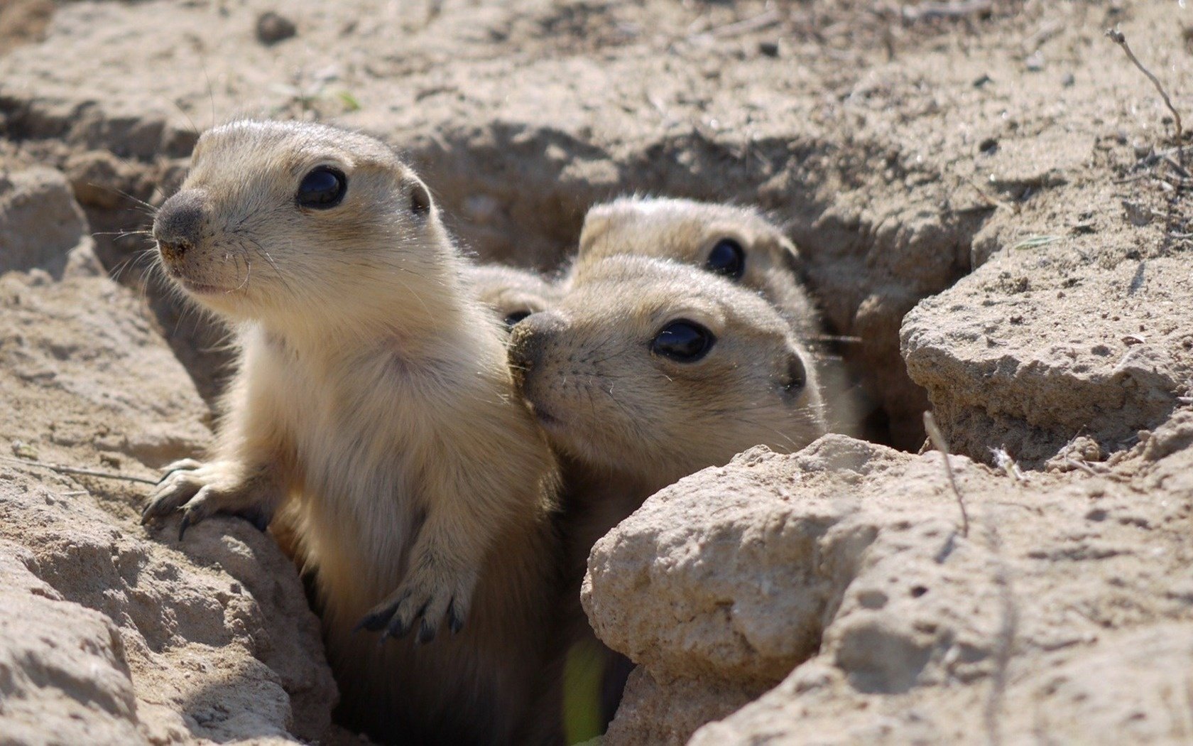 gophers tres madriguera a la vista mirada ojos