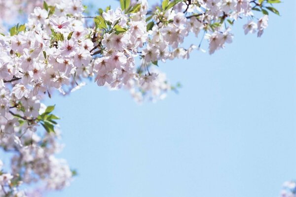 Blumen auf einem blauen Himmelshintergrund