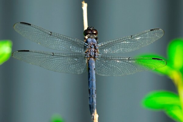 The blue dragonfly spread its wings