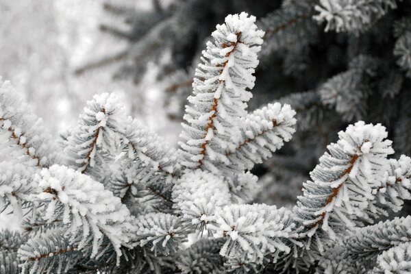 Snow on fir branches in the forest