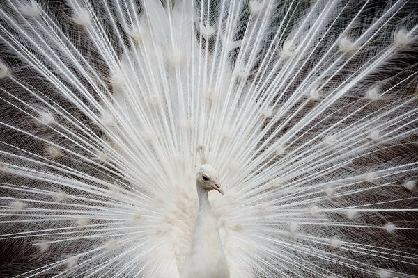 Peacock spread a gorgeous tail