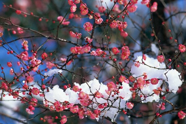 Nieve en las flores rojas a principios de primavera