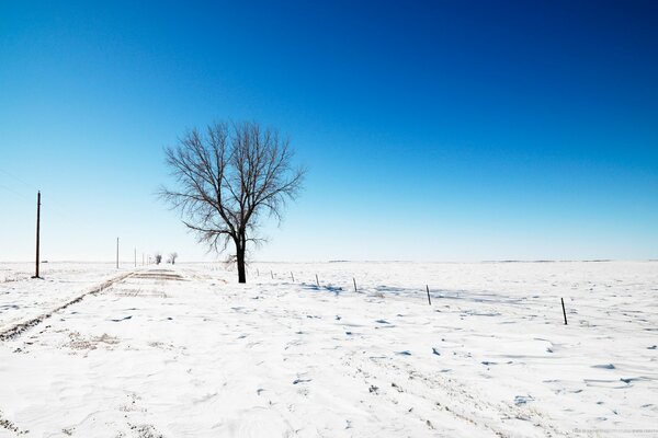 Arbre solitaire sur le champ dans la neige
