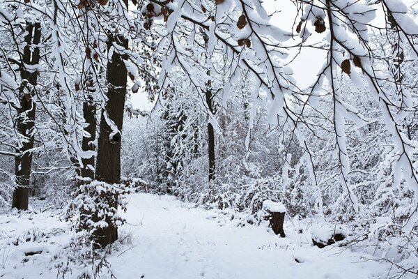 Foresta invernale innevata con cumuli di neve