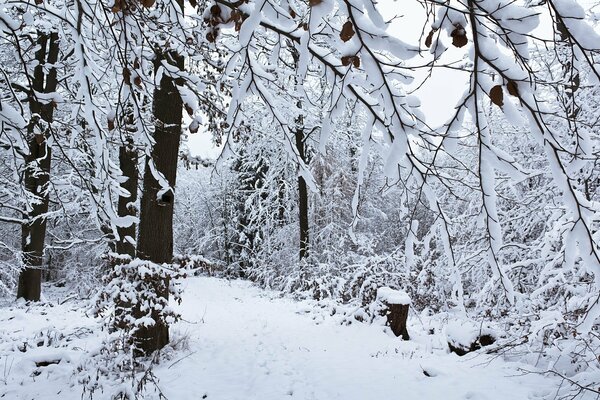 Śnieżny zimowy las z zaspami śnieżnymi