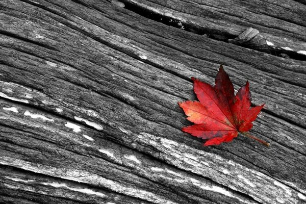 Rotes Blatt auf einem grauen Baum