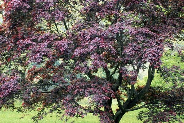 Wald im Frühling. Baum mit Blumen