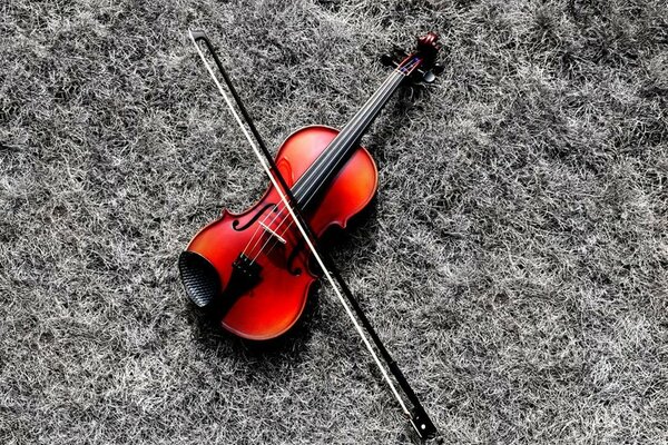 Violino rosso sull erba grigia