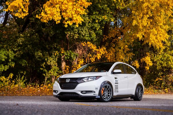 Honda blanco contra el follaje amarillo