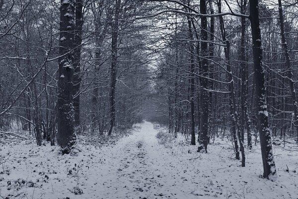Winterwald-Straße im Wald