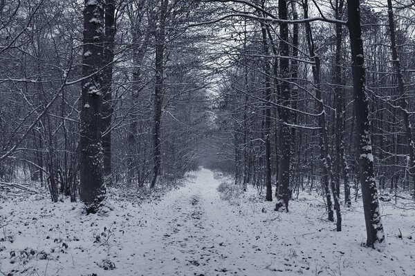 Strada forestale invernale nella foresta