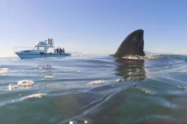 The water is teeming with sharks tourists are relaxing on a yacht