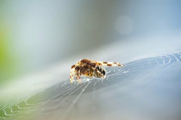 A brown spider has spun a web