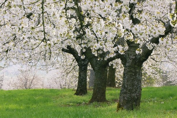 Stämme von Blumenbäumen auf grünem Gras