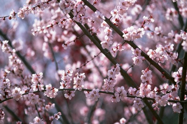 Flores Rosadas florecen en las ramas