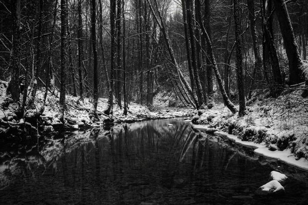 Image en noir et blanc d une rivière dans la forêt