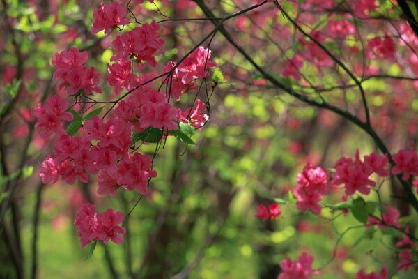 Grandi fiori rossi nella foresta