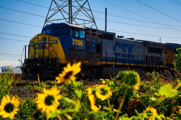 Sonnenblumen begleiten nicht nur die Sonne, sondern auch die Züge