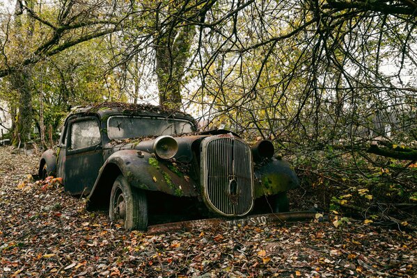 Altes verlassenes Retro-Auto unter einem verzweigten Baum