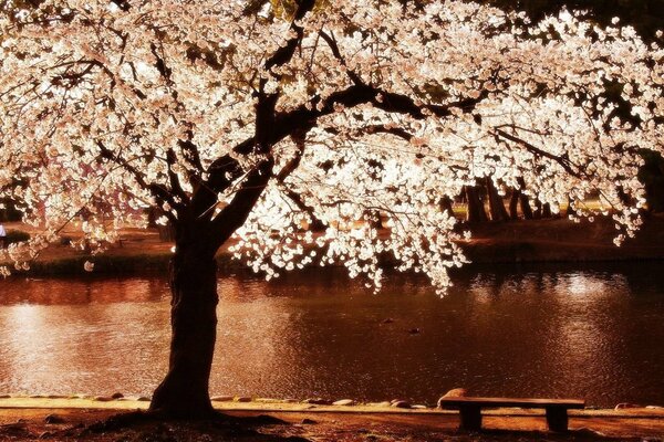 Arbre à fleurs au bord de la rivière