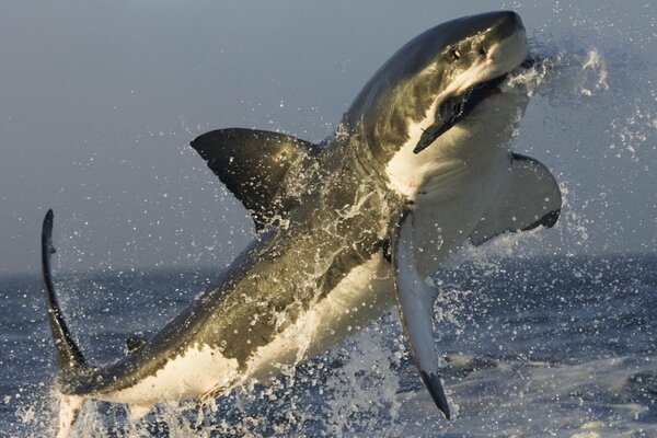 Giant white shark hunts