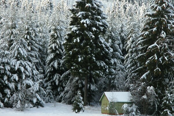 Forester s house in the forest in winter with snow and fir trees, rattlesnake forest