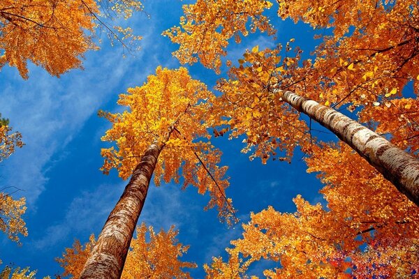 Herbstbäume auf einem sauberen Himmelshintergrund