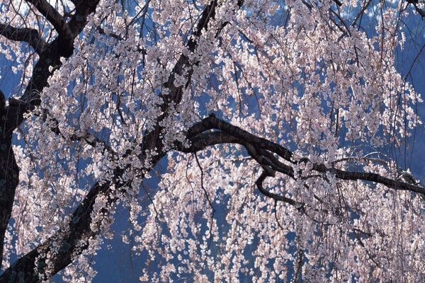 Arbre de printemps sans feuilles avec fleurs