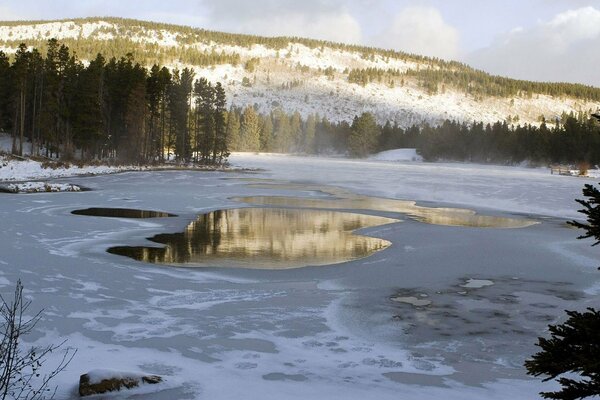 Assenzio sullo sfondo di una foresta innevata e una montagna