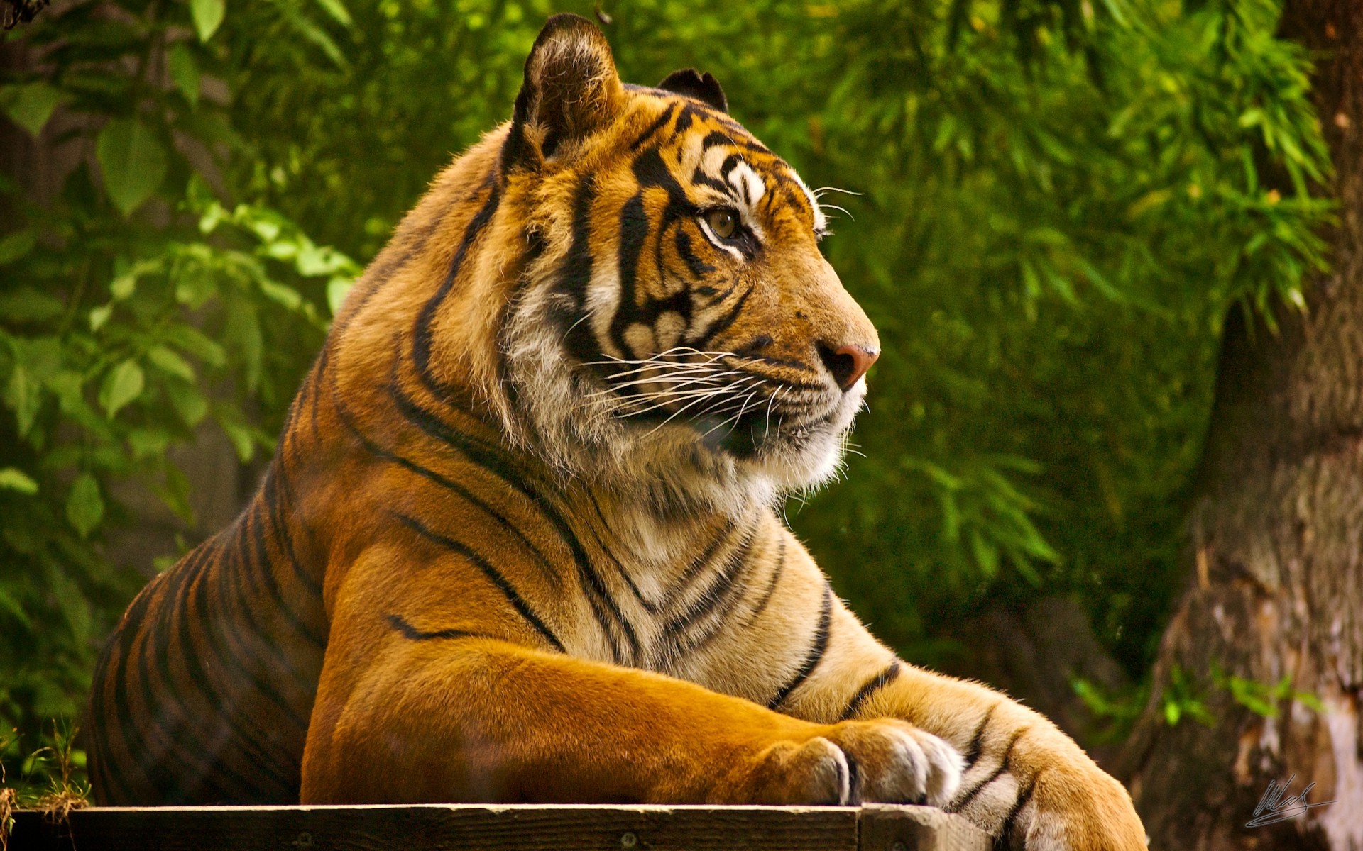 tigre bestia depredador recreación