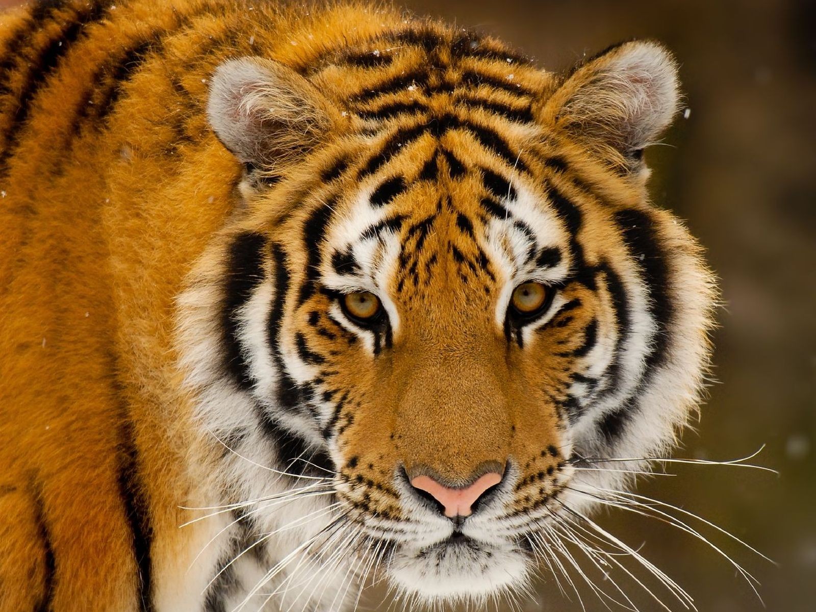 tigre prédateur museau vue flocons de neige rayures