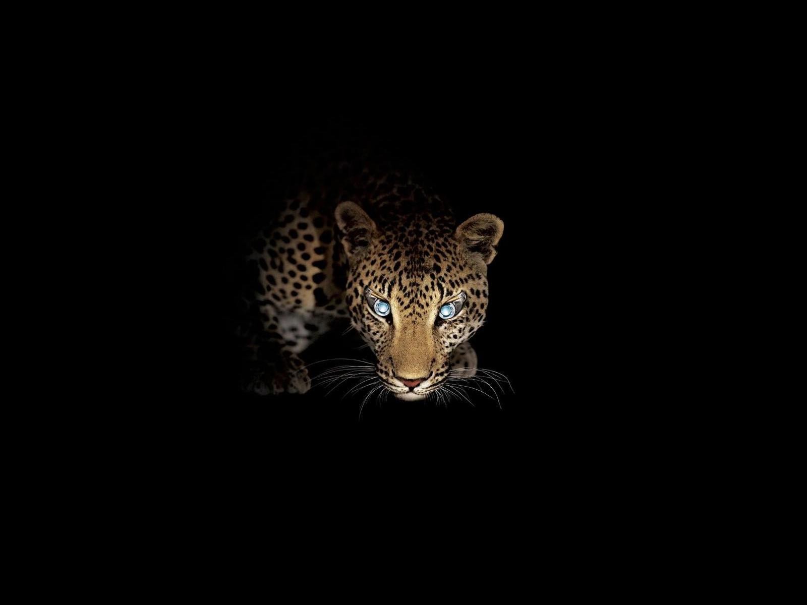 predator leopard night hunt view