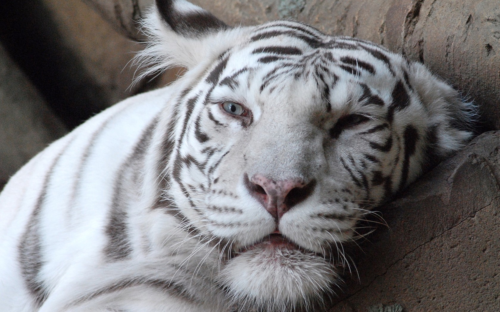 tigre blanc albinos